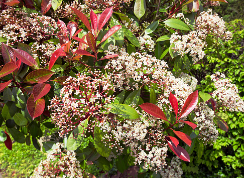 Photinia fraseri - (Red Robin), showing the red colour of new leaves in contrast with the old green leaves and beautiful flowers in springtime.