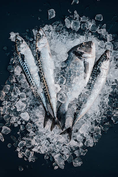 istock Mackerel and sea bream fish on ice seafood still life 528296908