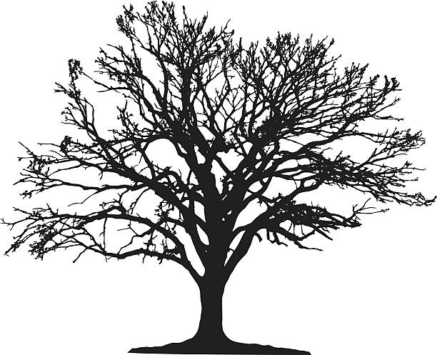 나무 실루엣 - tree silhouette branch bare tree stock illustrations