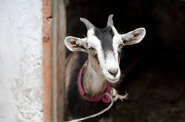istock goat near the barn 528297344