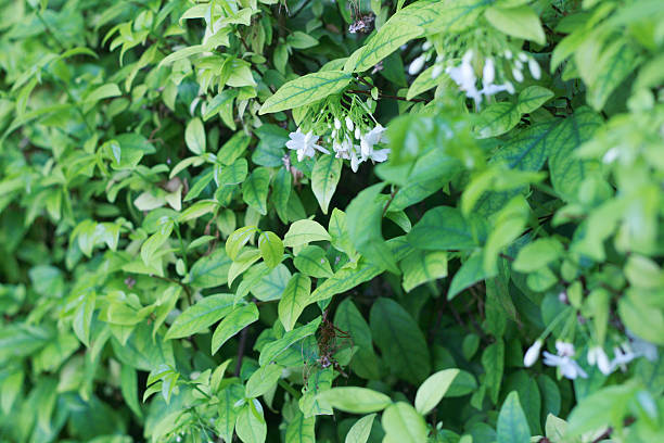 istock Orange jasmines with green leaves 528297476