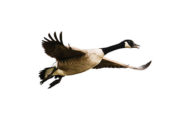 Bird, Canada goose in flight - isolated on white Kinzigsee, Hessians, Germany - January, 16, 2016: flying Canada goose before white background exempt  canada goose photos stock pictures, royalty-free photos & images