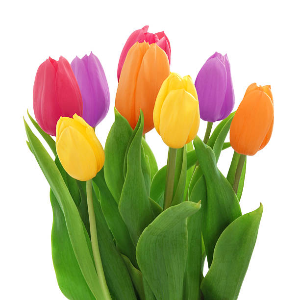 istock Colorful Tulips Bouquet 528298242