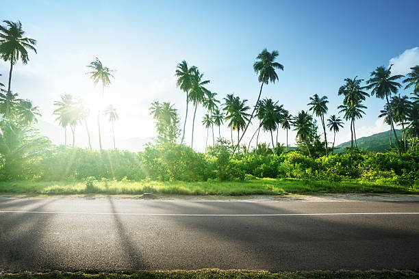 istock empty road in jungle of Seychelles islands 528298400