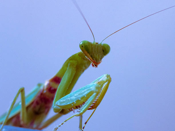 istock Green Praying Mantis. Hierodula species. 528298756