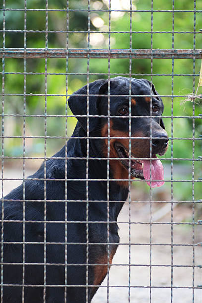istock half breed dog in a cage 528298758