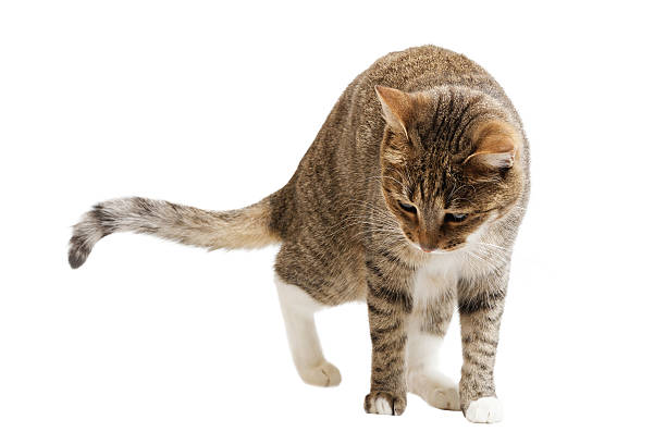 istock Young short hair cat isolated on white background 528299396