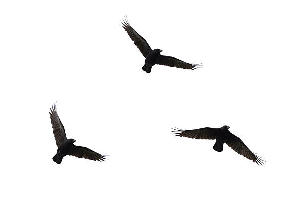 Carrian Crows In Flight Stock Photo - Download Image Now - Raven - Bird,  Crow - Bird, Flying - iStock