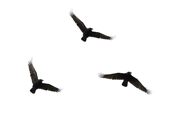 Carrian Crows In Flight Stock Photo - Download Image Now - Raven - Bird, Crow - Bird, Flying - iStock Carrian Crows In Flight Stock Photo - Download Image Now - Raven - Bird, Crow - Bird, Flying - iStock