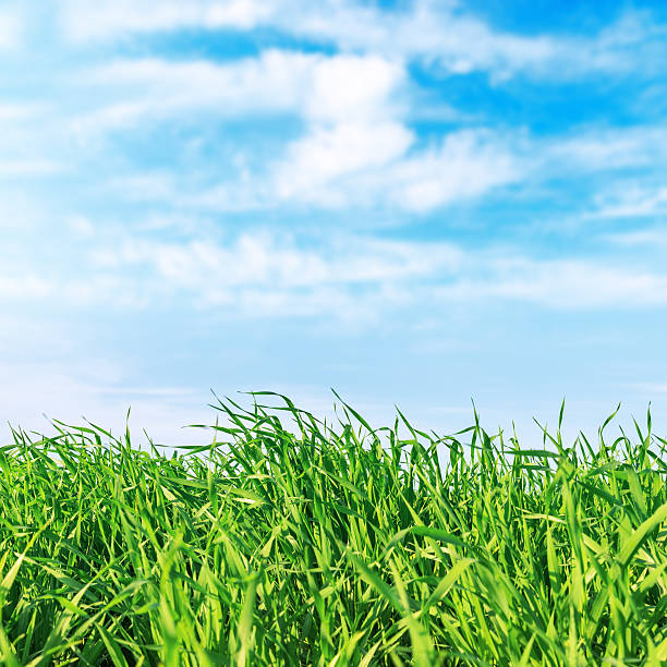 istock green grass closeup and blue sky 528303194