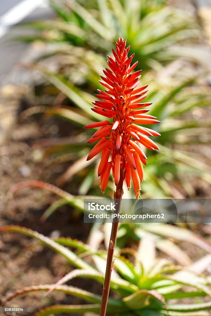 Foto de Flor De Aloe Vera e mais fotos de stock de Babosa - Suculenta -  Babosa - Suculenta, Botânica - Assunto, Cabeça da flor - iStock