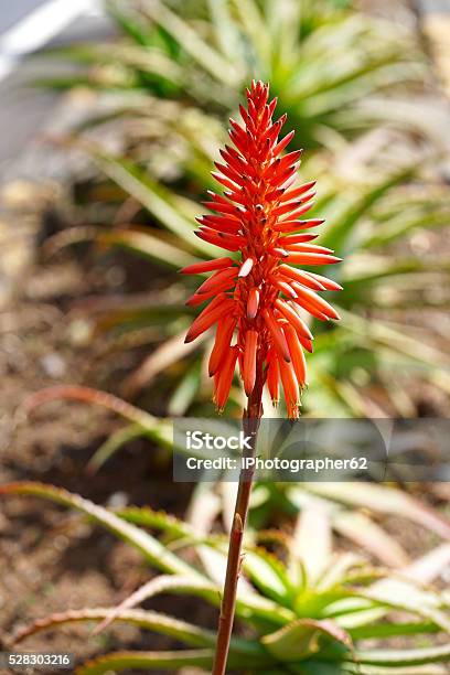 Foto de Flor De Aloe Vera e mais fotos de stock de Babosa - Suculenta -  Babosa - Suculenta, Botânica - Assunto, Cabeça da flor - iStock
