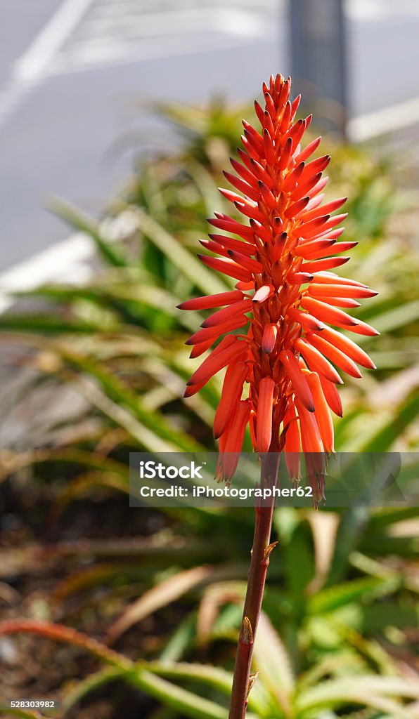 Foto de Flor Vermelha De Aloe Vera e mais fotos de stock de Babosa -  Suculenta - Babosa - Suculenta, Botânica - Assunto, Cabeça da flor - iStock