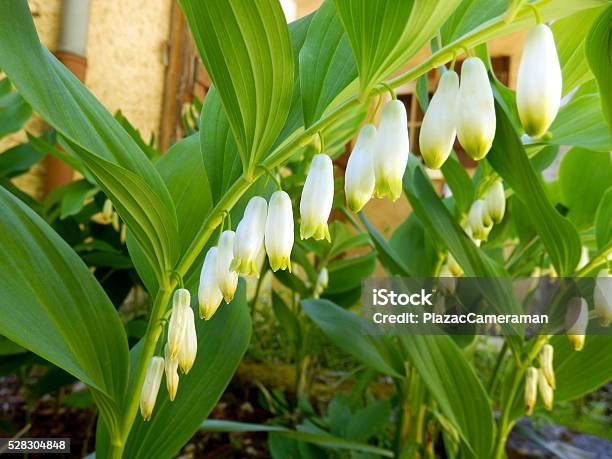Solomons Seal Stock Photo - Download Image Now - Seal - Stamp, Plant, Blossom