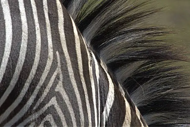 Photo of Zebra