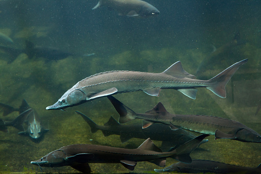 Atlantic Striped Bass  swimming in the aquarium close-up.