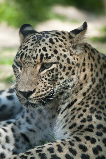 Persian leopard (Panthera pardus saxicolor), also known as the Caucasian leopard. Wild life animal.