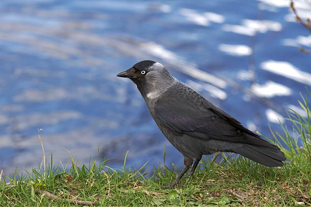 European jackdaw European jackdaw raven corvus corax bird squawking stock pictures, royalty-free photos & images
