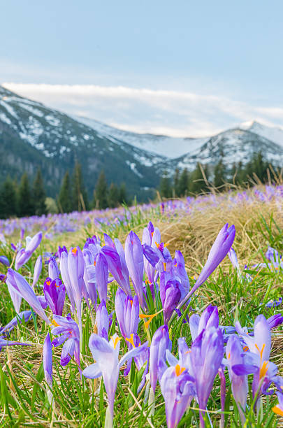 istock Crocuses in the grass on the mountain meadow 528307930