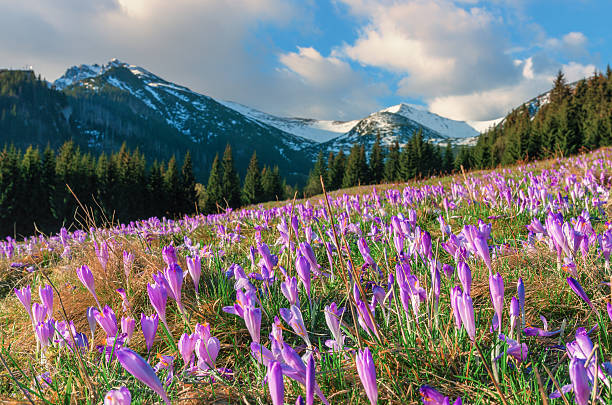 istock Crocuses in the grass, Tatra mountains, Poland 528308512
