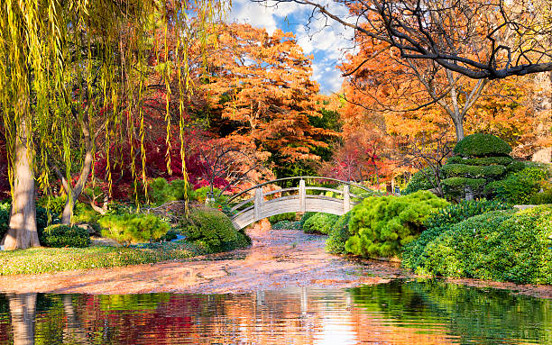 Moon Bridge in the Japanese Gardens Arched wooden bridge accented by Texas fall colors botanical garden stock pictures, royalty-free photos & images
