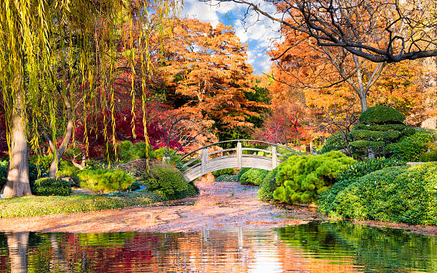 moon ponte no jardim japonês - jardim botânico - fotografias e filmes do acervo