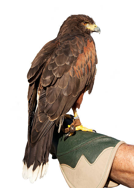 istock Golden Eagle Isolated on glove 528311661