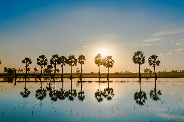 istock Palms trees on the flooded rice field at sunset 528312903