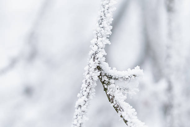 istock rime covered branches of tree in winter 528313615