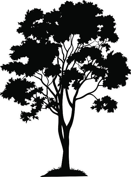 illustrations, cliparts, dessins animés et icônes de érable et herbe, silhouette - maple tree tree silhouette vector