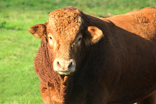 istock Orange cow image / South Devon bull, cattle in farm field 528314121