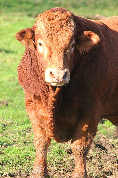 istock Orange cow image / South Devon bull, cattle in farm field 528314145