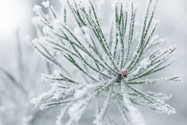 istock frosty pine twigs in winter covered with rime 528314395