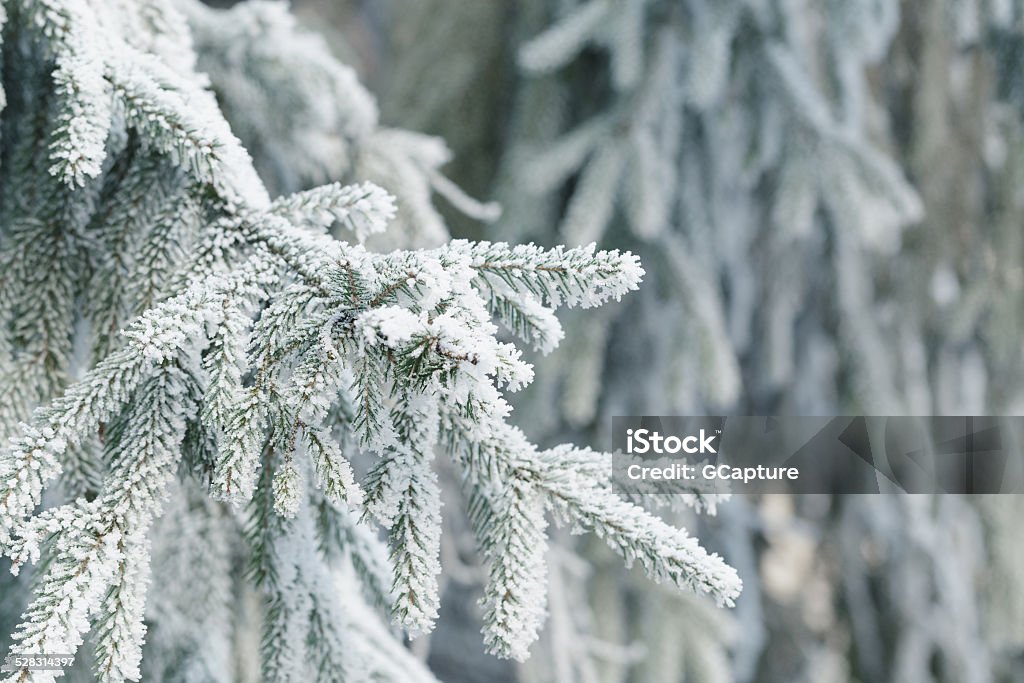 frosty fir twigs in winter covered with rime frosty fir twigs in winter covered with rime, closeup photo Backgrounds Stock Photo