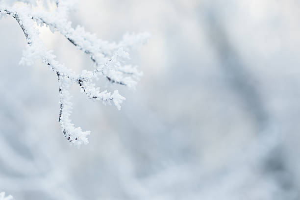 istock rime covered branches of tree in winter 528314407