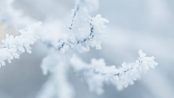 istock rime covered branches of tree in winter 528314409