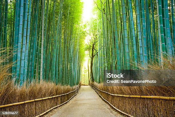 Photo libre de droit de Kyoto Japon Forêt De Bambous banque d'images et plus d'images libres de droit de Japon - Japon, Bambou, Paysage