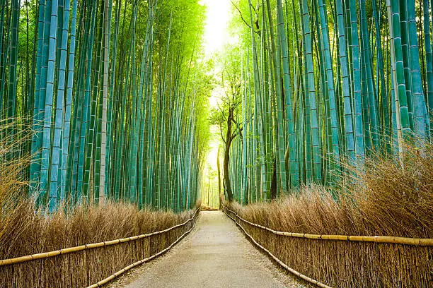 Kyoto, Japan bamboo forest.