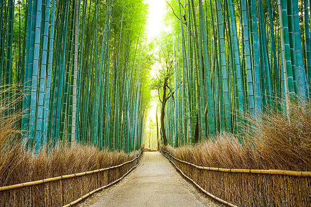 kyoto, japonia las bambusowy - sagano zdjęcia i obrazy z banku zdjęć