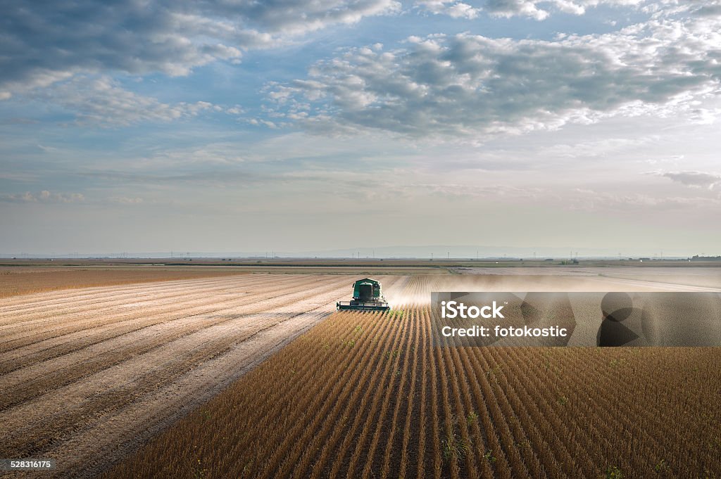 Harvesting of soy bean field Harvesting of soy bean field with combine Soybean Stock Photo