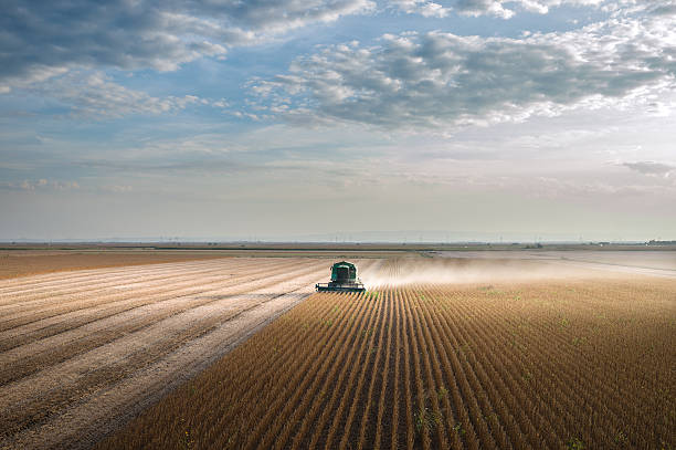 Harvesting of soy bean field Harvesting of soy bean field with combine field stubble stock pictures, royalty-free photos & images