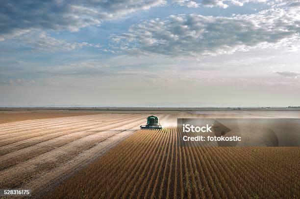 Harvesting Of Soy Bean Field Stock Photo - Download Image Now - Soybean, Agricultural Field, Combine Harvester