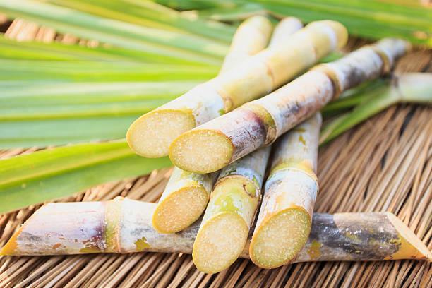 primer plano sugarcane - caña de azúcar fotos fotografías e imágenes de stock
