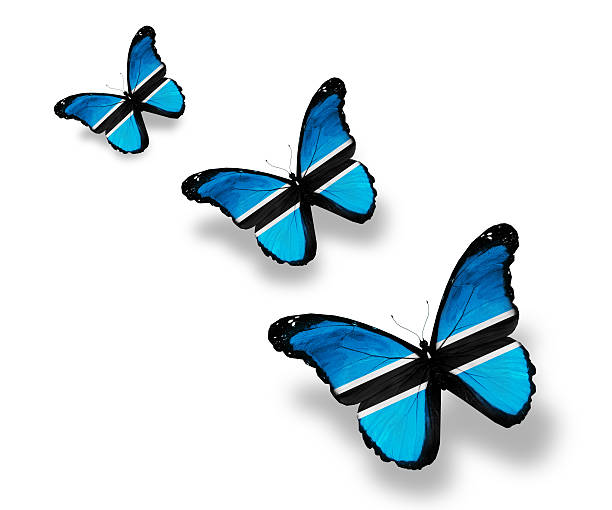istock Three Botswana flag butterflies, isolated on white 528317275