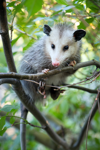 An opossum in a tree.