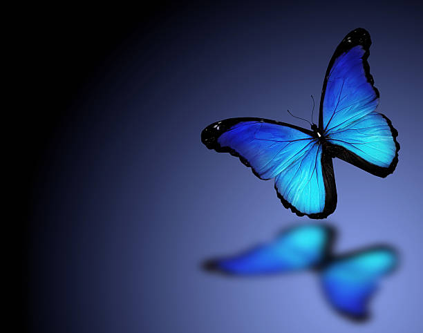 istock Morpho blue butterfly on dark blue background 528318179