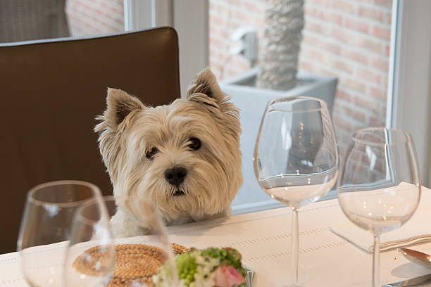 Dog at the dining table Dog at the dining table west highland white terrier stock pictures, royalty-free photos & images