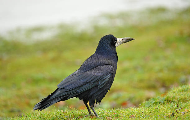 istock Rook on a grassy bank. 528336899