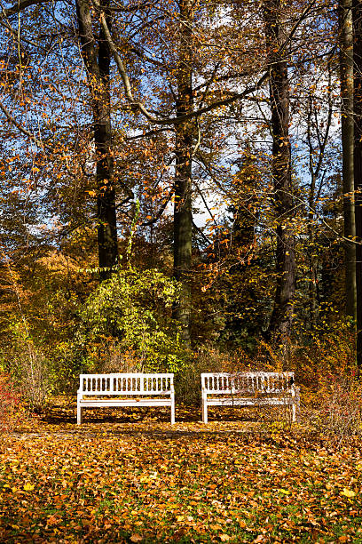 istock Wooden benches in the park 528337257