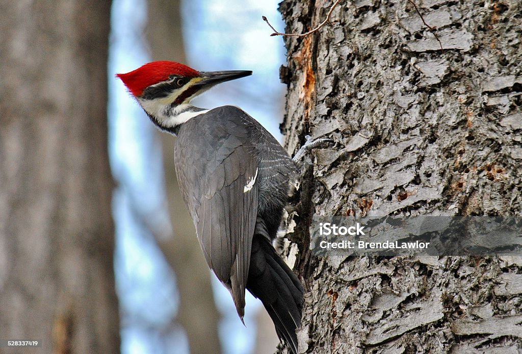 Male Pileated Woodpecker - Royalty-free Pileated Woodpecker Stockfoto